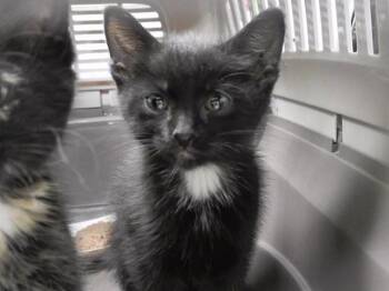 CHEF GAGNON -  Domestic Long Hair and Domestic Short Hair Cat for Adoption in Omaha, Nebraska - CHEF GAGNON | PetCurious