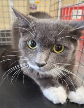 SAMMIE -  Domestic Medium Hair Cat for Adoption in Fort Myers, Florida - SAMMIE | PetCurious