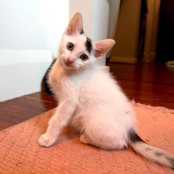 Gizmo -  Domestic Short Hair Cat for Adoption in Houston, Texas - Gizmo | PetCurious
