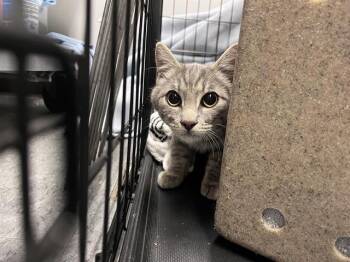 Rescue Domestic Short Hair Cats for Adoption in Kent, Washington - BARN CAT CHOLLIMA | PetCurious