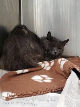 A1266968 -  Domestic Long Hair Cat for Adoption in Charlotte, North Carolina - A1266968 | PetCurious