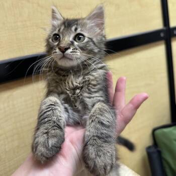 Domestic Long Hair and Domestic Short Hair Cats Available for Adoption in Kyle, Texas - PRINCE BUTTER SHRIMP | PetCurious