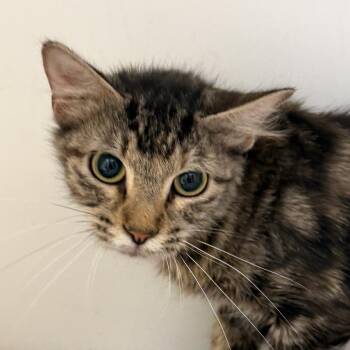 Clover (6) -  Domestic Short Hair Cat for Adoption in Marshall, Texas - Clover (6) | PetCurious