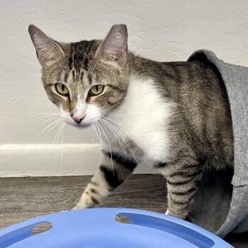 Rocket IV -  Domestic Short Hair Cat for Adoption in Fountain Hills, Arizona - Rocket IV | PetCurious