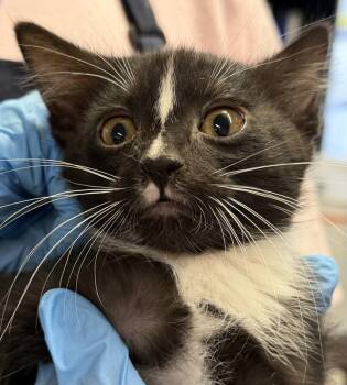 Rescue Domestic Short Hair Cats for Adoption in Pahrump, Nevada - Stash (K2) | PetCurious