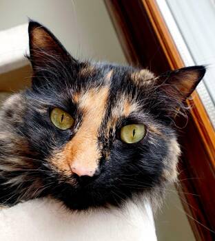 Tortoiseshell Cats Available for Adoption - Kiki | PetCurious