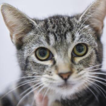 Rescue Domestic Short Hair Cats for Adoption in Redwood City, California - Banshee | PetCurious