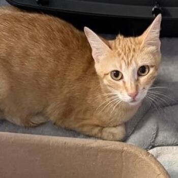 Mama Lobby -  Domestic Short Hair Cat for Adoption in Austin, Texas - Mama Lobby | PetCurious