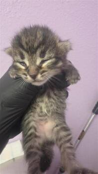 61460343 -  Domestic Short Hair Cat for Adoption in El Paso, Texas - 61460343 | PetCurious