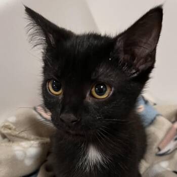 Quarry -  Domestic Short Hair Cat for Adoption in Washburn, Missouri - Quarry | PetCurious