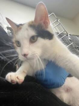 Snapple Cat -  Domestic Short Hair Cat for Adoption in Wichita, Kansas - Snapple Cat | PetCurious