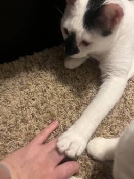 Luffy -  Domestic Short Hair Cat for Adoption in Liverpool, Texas - Luffy | PetCurious