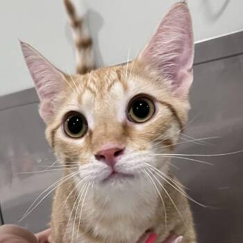 Domestic Short Hair Cats Available for Adoption in Washburn, Missouri - Shawn | PetCurious