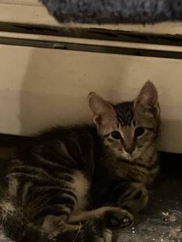 Mochi -  Domestic Short Hair Cat for Adoption - Mochi | PetCurious