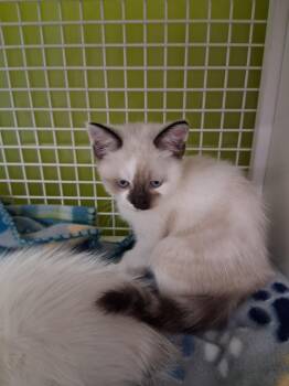 Siamese and Domestic Short Hair Cats Available for Adoption in Pendleton, Oregon - Louise | PetCurious