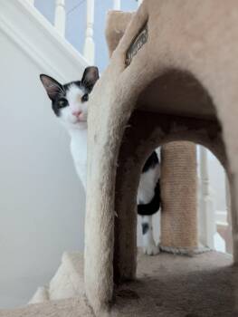 Munch -  Domestic Short Hair Cat for Adoption in Moncks Corner, South Carolina - Munch | PetCurious