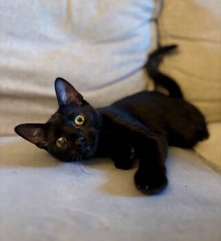 Rescue Domestic Short Hair Cats for Adoption in Closter, New Jersey - Charlotte | PetCurious