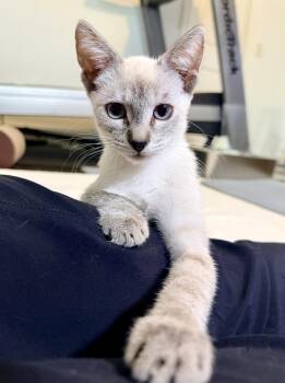 Snowy Woo -  Domestic Short Hair and Siamese Cat for Adoption in Frisco, Texas - Snowy Woo | PetCurious