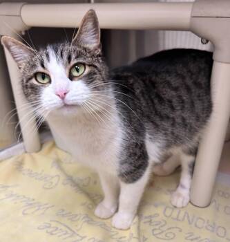 Domestic Short Hair Cats Available for Adoption - Feather | PetCurious