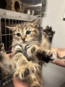 Milk -  Domestic Short Hair Cat for Adoption in West Chester, Pennsylvania - Milk | PetCurious