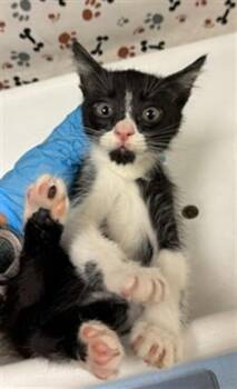 A1934687 -  Domestic Short Hair Cat for Adoption in Riverside, California - A1934687 | PetCurious
