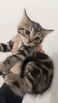 Ruby -  Domestic Short Hair Cat for Adoption in Los Angeles, California - Ruby | PetCurious