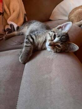Rescue Domestic Short Hair Cats for Adoption in Alexandria, Minnesota - Poppy | PetCurious