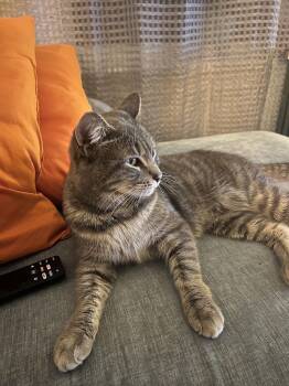 Domestic Short Hair Cats Available for Adoption - Yuri | PetCurious