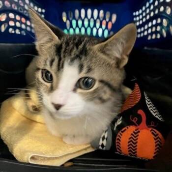 Michelin - Chow Hound Northland -  Domestic Short Hair Cat for Adoption in Grand Rapids, Michigan - Michelin - Chow Hound Northland | PetCurious