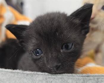 A2475678 -  Domestic Short Hair Cat Available for Adoption in Fort Lauderdale, Florida - A2475678 | PetCurious