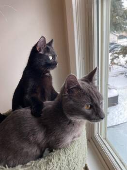 Domestic Short Hair Cats Available for Adoption in Minneapolis, Minnesota - Bernadette (FeLV+) / Moth (FeLV+) | PetCurious