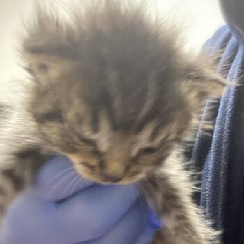 Jose -  Domestic Short Hair Cat for Adoption in Harrisonburg, Virginia - Jose | PetCurious