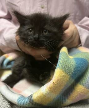 2026-57 Veronica Vine - in foster -  Domestic Long Hair Cat for Adoption in Windsor, Connecticut - 2026-57 Veronica Vine - In Foster | PetCurious