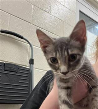 PETER PARKER -  Domestic Short Hair Cat for Adoption in Hagerstown, Maryland - PETER PARKER | PetCurious