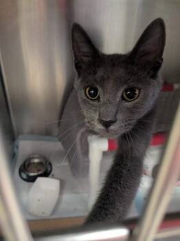 Bologna -  Domestic Short Hair Cat for Adoption in Cincinnati, Ohio - Bologna | PetCurious
