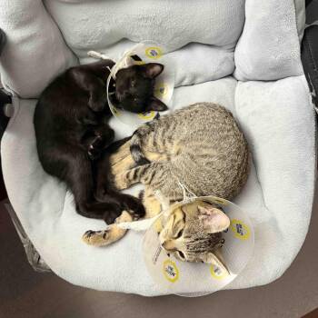 Grogu & Bean -  Domestic Short Hair Cat for Adoption in Oakville, Ontario - Grogu & Bean | PetCurious