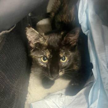(WC) Fish -  Domestic Medium Hair Cat for Adoption in Huntsville, Arkansas - (WC) Fish | PetCurious