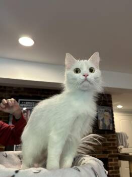Persian Cats Available for Adoption in Fairfax, Virginia - Atlas (part Persian) | PetCurious