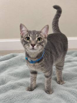 Lucky -  Tabby Cat for Adoption in Oakley, California - Lucky | PetCurious