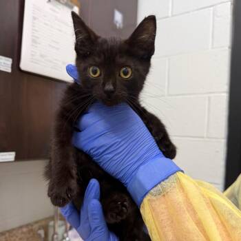 Ganondorf -  Domestic Short Hair Cat for Adoption in Marshall, Virginia - Ganondorf | PetCurious
