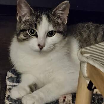 Domestic Short Hair Cats Available for Adoption - Lily | PetCurious