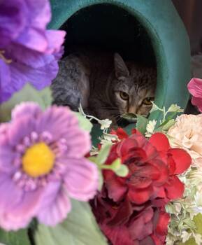 American Shorthair Cats Available for Adoption in Scituate, Massachusetts - Lucy | PetCurious