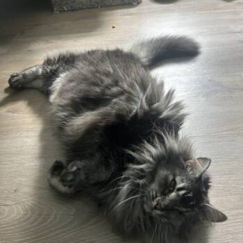 Gigi -  Maine Coon Cat for Adoption in Tampa, Florida - Gigi | PetCurious