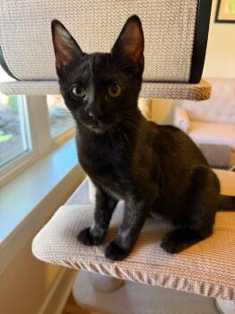 Minxie -  Domestic Short Hair Cat for Adoption in Brookings, Oregon - Minxie | PetCurious