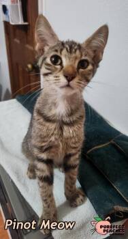 Pinot Meow -  Domestic Short Hair Cat for Adoption in Douglasville, Georgia - Pinot Meow | PetCurious