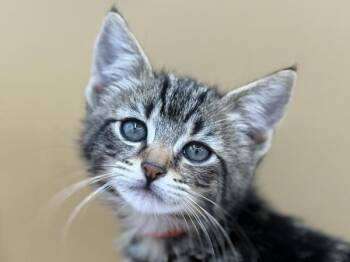 Spinach -  Domestic Short Hair Cat for Adoption in Portland, Oregon - Spinach | PetCurious