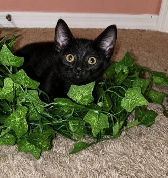 Eeyore -  Domestic Short Hair Cat for Adoption in Deltona, Florida - Eeyore | PetCurious