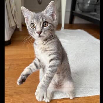 Molly (Female Kitten) -  Domestic Short Hair Cat for Adoption in Los Altos, California - Molly (Female Kitten) | PetCurious