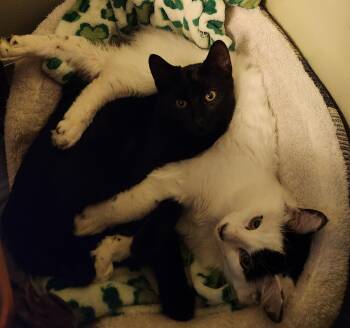 Caviar & Champaign -  Domestic Short Hair Cat for Adoption in Macomb, Michigan - Caviar & Champaign | PetCurious