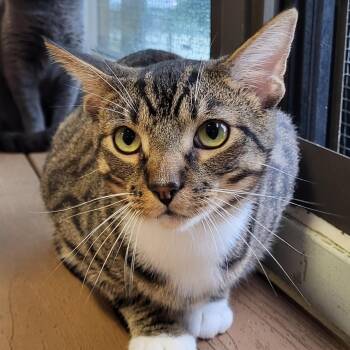 B2 -  Domestic Short Hair Cat for Adoption in Grayslake, Illinois - B2 | PetCurious